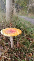 Amanita muscaria