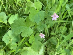 Erodium malacoides
