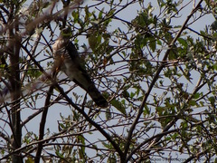 Hierococcyx sparverioides