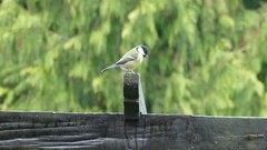 Parus major