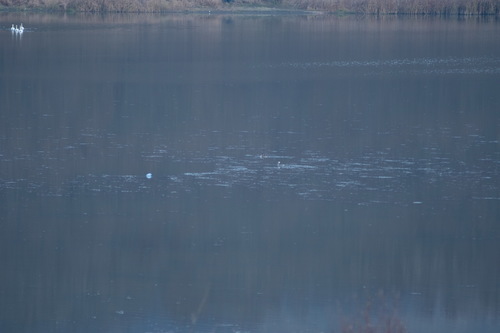 Great Crested Grebe