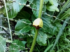 Paraselenis dichroa