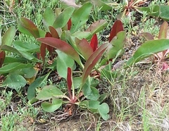 Limonium californicum