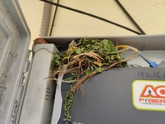 Vandeleuria oleraceus