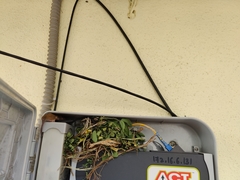 Vandeleuria oleraceus