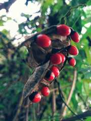 Abrus precatorius africanus