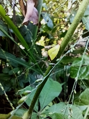 Paraselenis dichroa