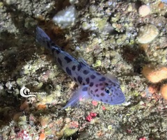 Thorogobius ephippiatus