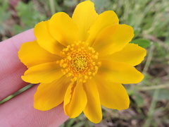 Ranunculus macranthus