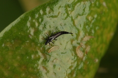 Gynaikothrips