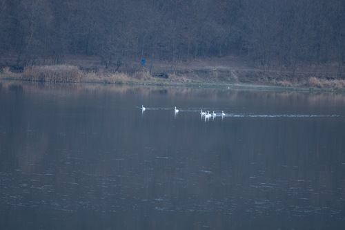 Mute Swan