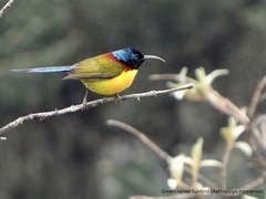 Aethopyga nipalensis