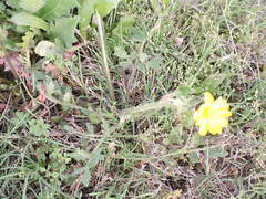 Ranunculus macranthus