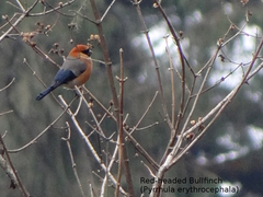 Pyrrhula erythrocephala