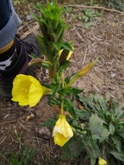 Oenothera × fallax