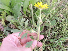 Ranunculus macranthus