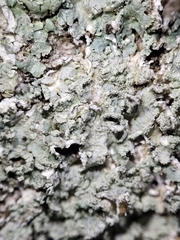 Punctelia perreticulata