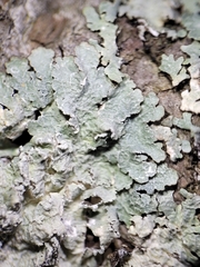 Punctelia perreticulata