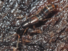 Gabrius splendidulus