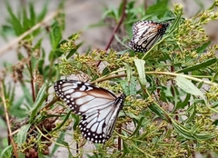 Danaus gilippus candidus