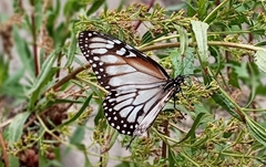 Danaus gilippus candidus