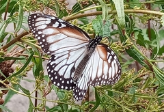 Danaus gilippus candidus