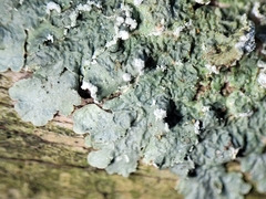 Punctelia perreticulata