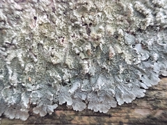 Punctelia perreticulata