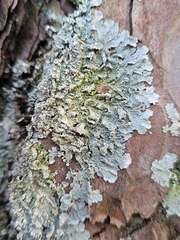 Punctelia perreticulata