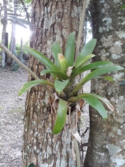Vriesea