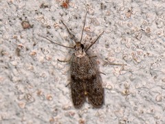 Eurythmia angulella