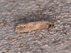 Pelochrista consobrinana