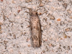 Pelochrista consobrinana