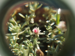 Helichrysum caespititium
