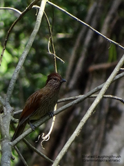 Grammatoptila striata