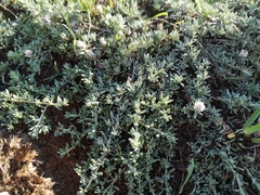 Helichrysum caespititium