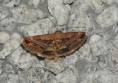 Acantholipes