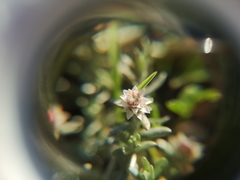 Helichrysum caespititium