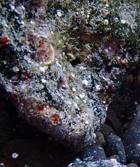 Bispira polyomma