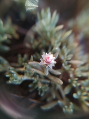 Helichrysum caespititium