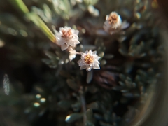 Helichrysum caespititium
