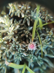 Helichrysum caespititium