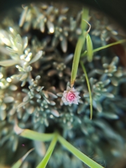 Helichrysum caespititium