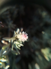 Helichrysum caespititium