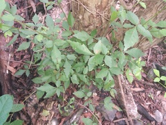 Thouinia paucidentata