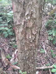 Thouinia paucidentata