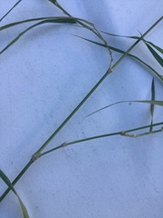 Panicum antidotale