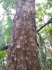 Thouinia paucidentata