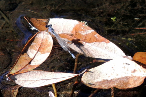 Purple Bluet photo 2