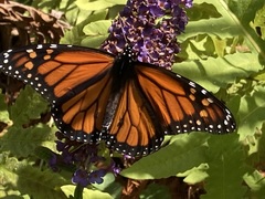 Danaus plexippus